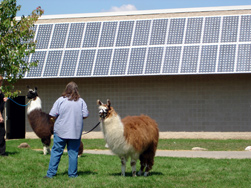 llama solar cells