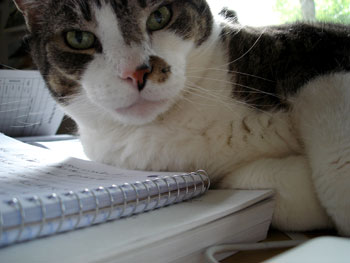 my cat