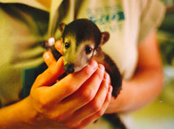 coati baby